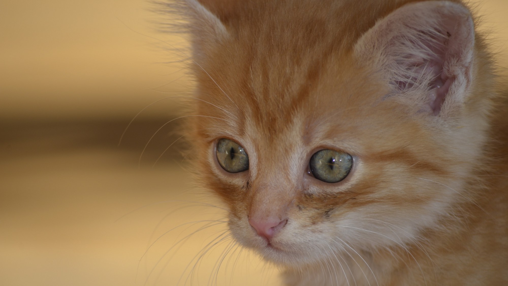 图集:分享一组可爱的小奶猫壁纸,赶紧收藏吧!