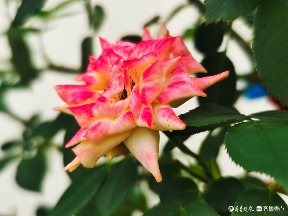 五彩月季花,小巧玲珑好迷人