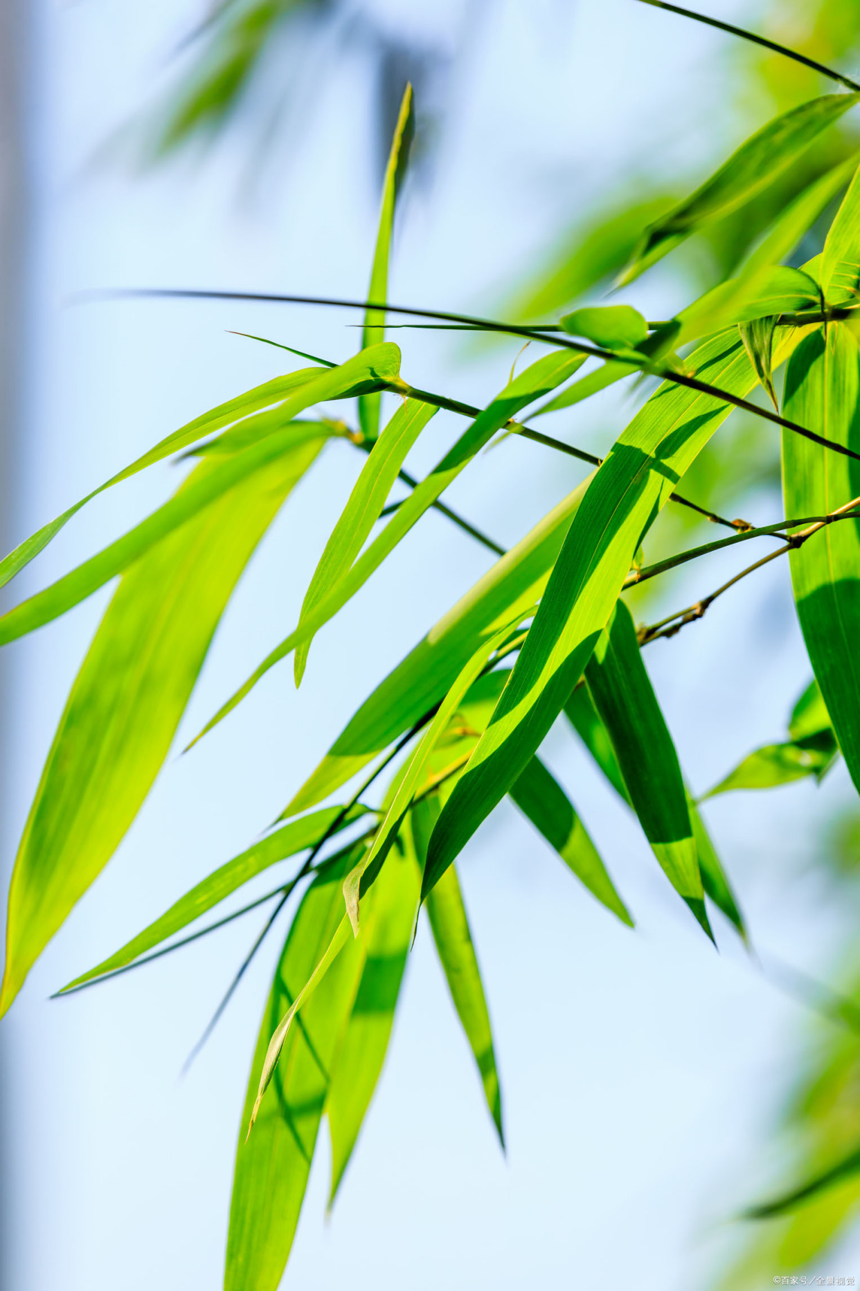 翠绿的竹叶"雨洗娟娟嫩叶光.风吹细细绿筠香"——宋代:苏轼