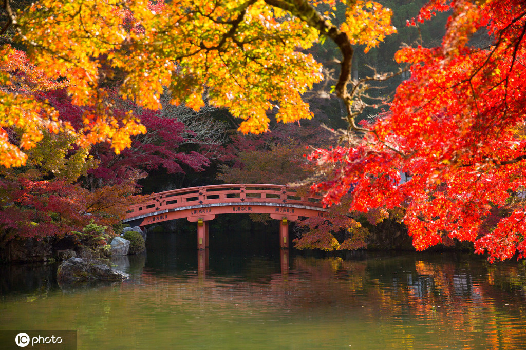 浪漫醉红叶 日本世界文化遗产醍醐寺秋景美不胜收