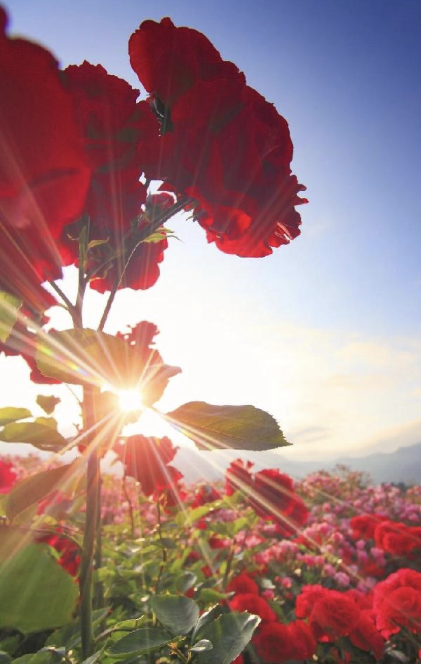 在每一个充满希望的早晨,告诉自己,努力就是遇见更好的自己!