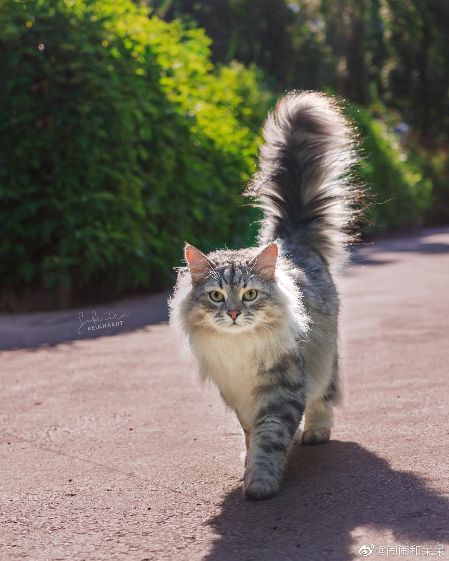 西伯利亚森林猫的鸡毛掸子