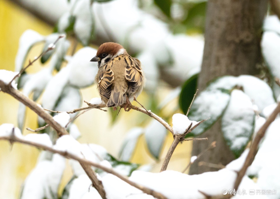 大雪过后