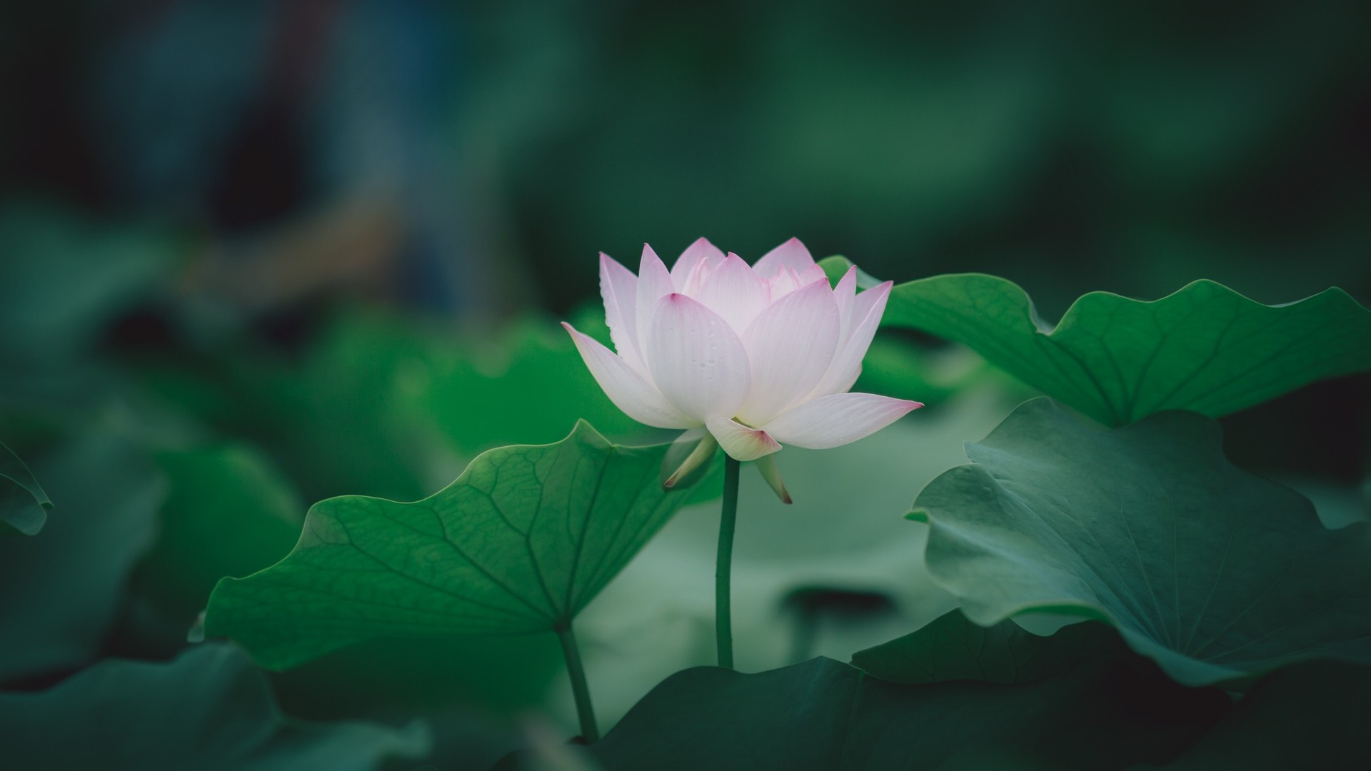 图集 分享一组精美的荷花壁纸