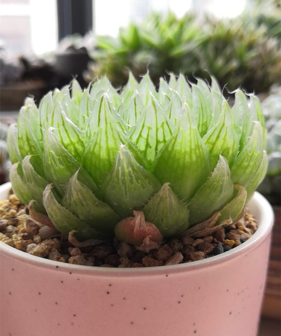 樱水晶,适合练手的玉露品种