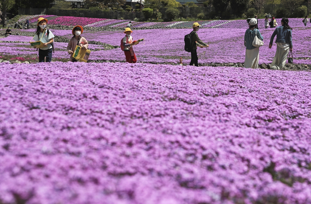 浪漫满分!日本兵库县芝樱花绽放