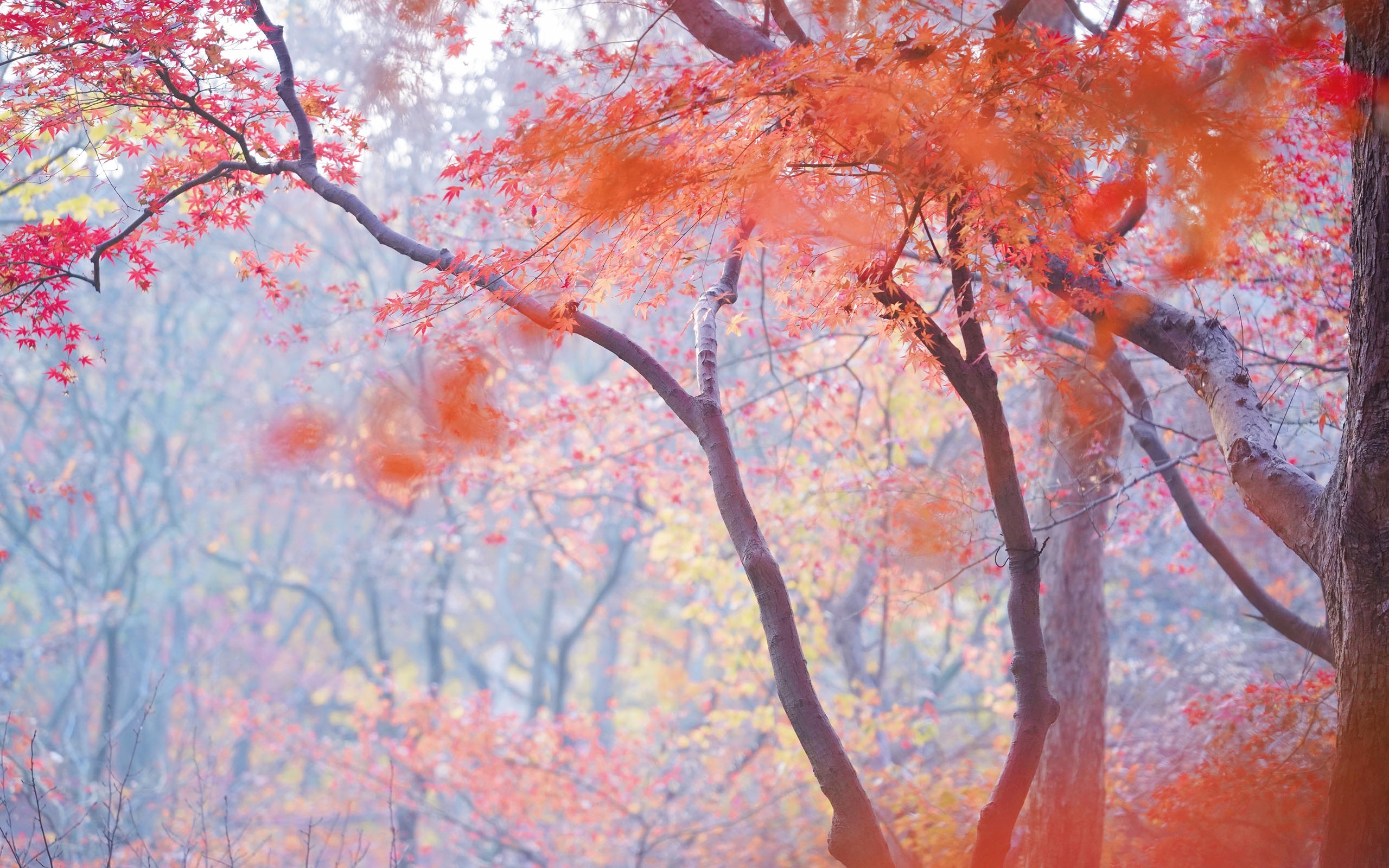 唯美迷人枫林景色