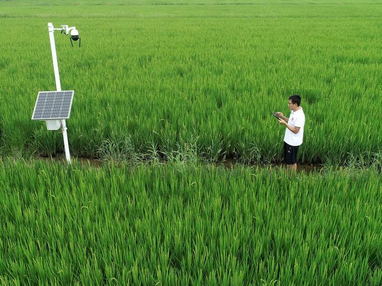 山东东营:"数字管田"助农民增收