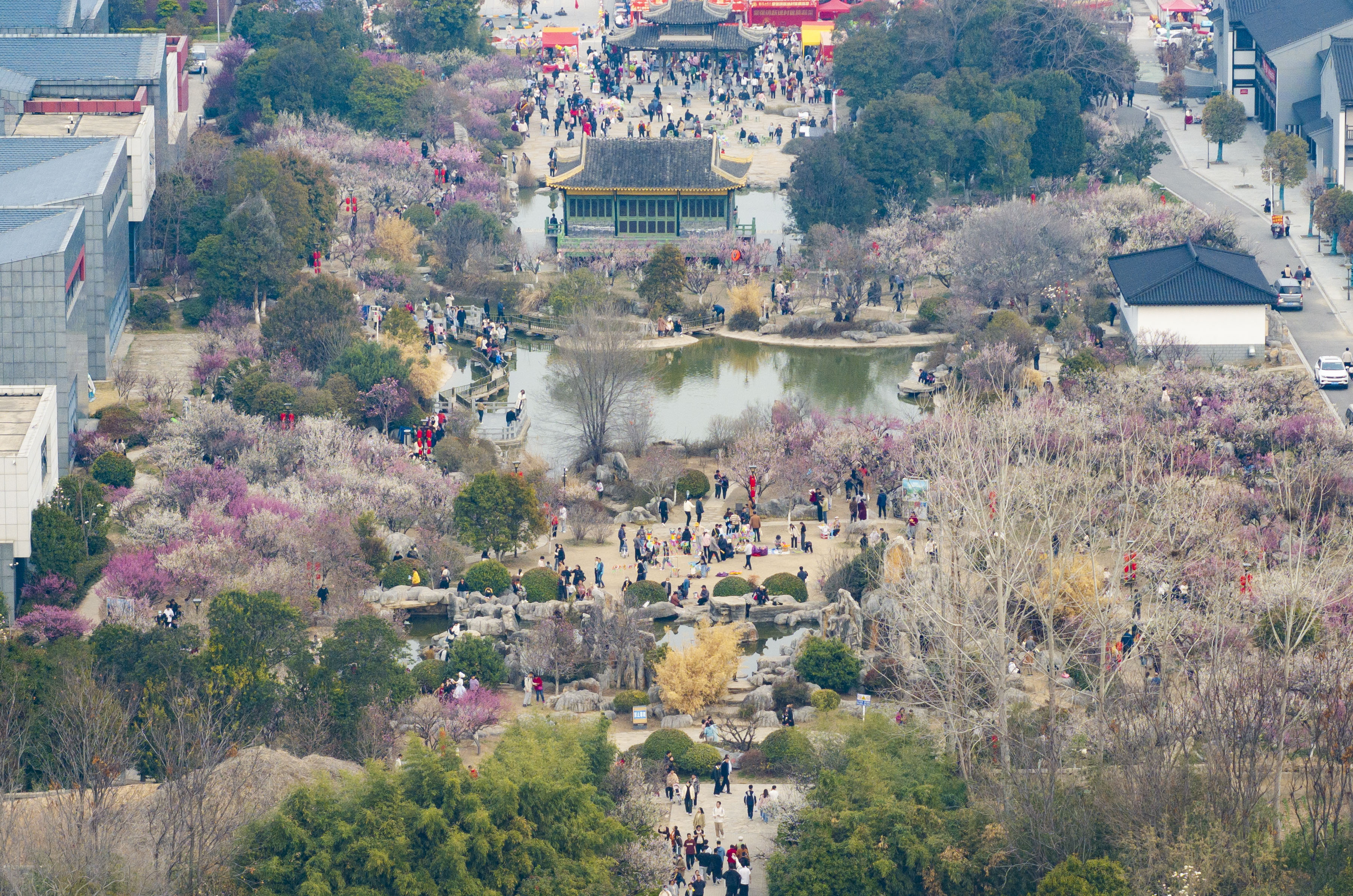 航拍江苏徐州龟山探梅园 万紫千红春满堂