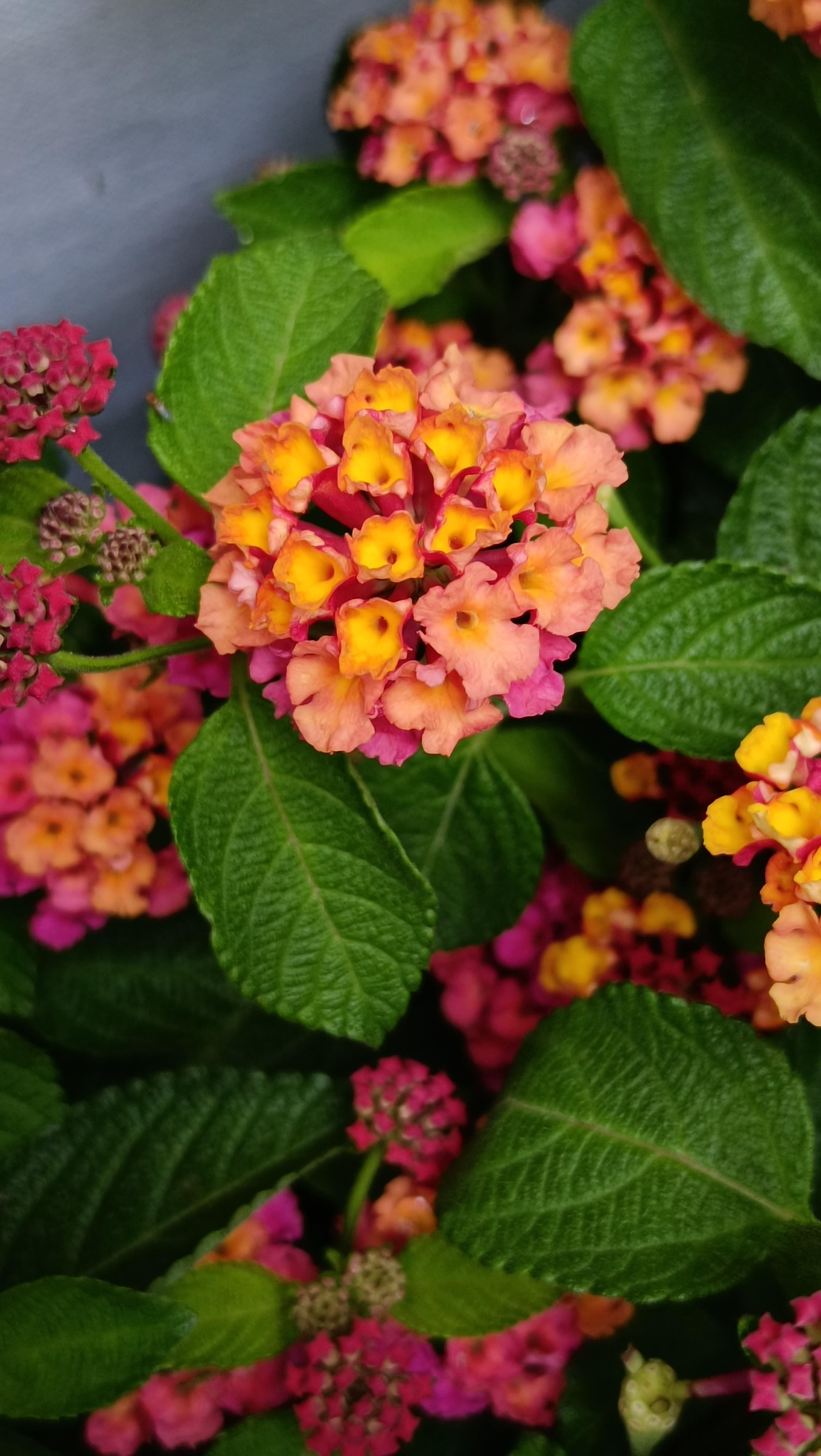 苏州皮市街花鸟市场