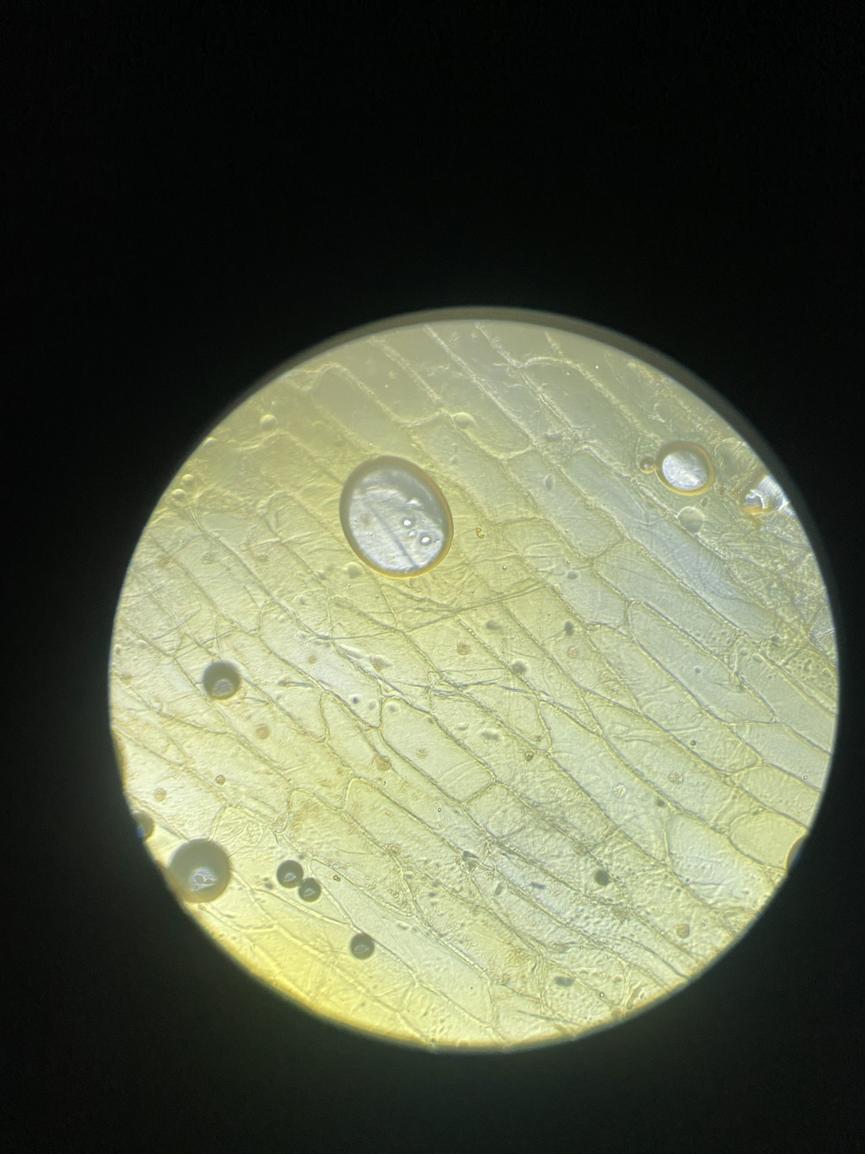 显微镜下的人体口腔上皮细胞,叶横切临时装片,鸡蛋结构