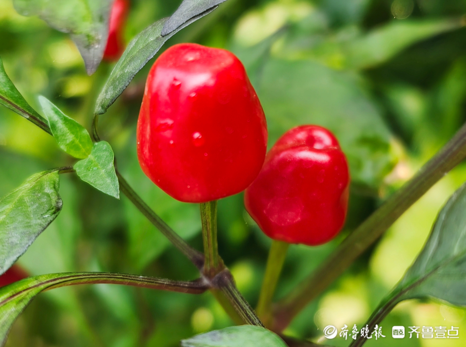 家裡種的小看椒,五彩繽紛甚是可愛