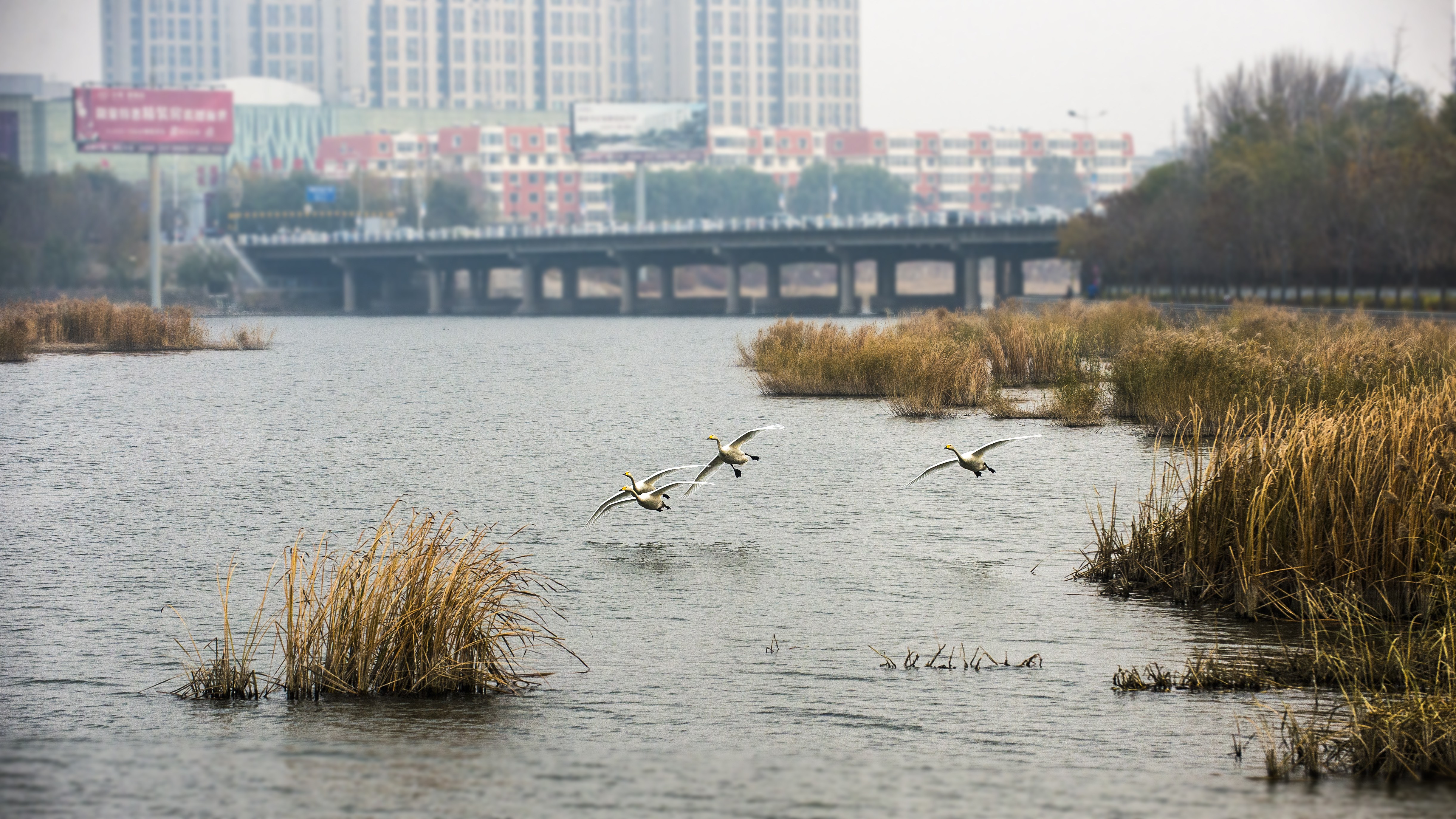 锦州女儿河公园图片