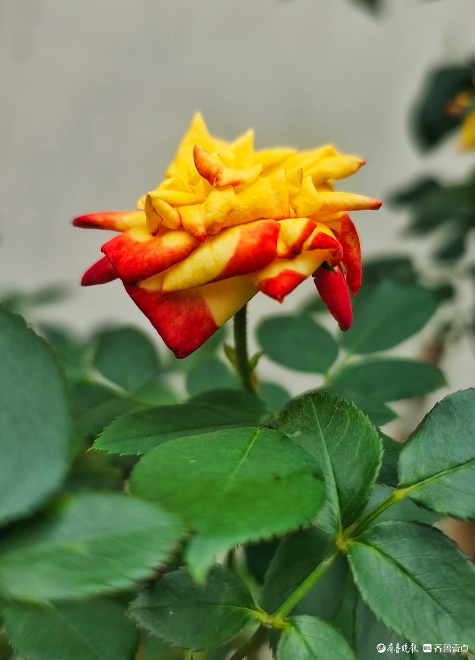 五彩月季花,小巧玲珑好迷人