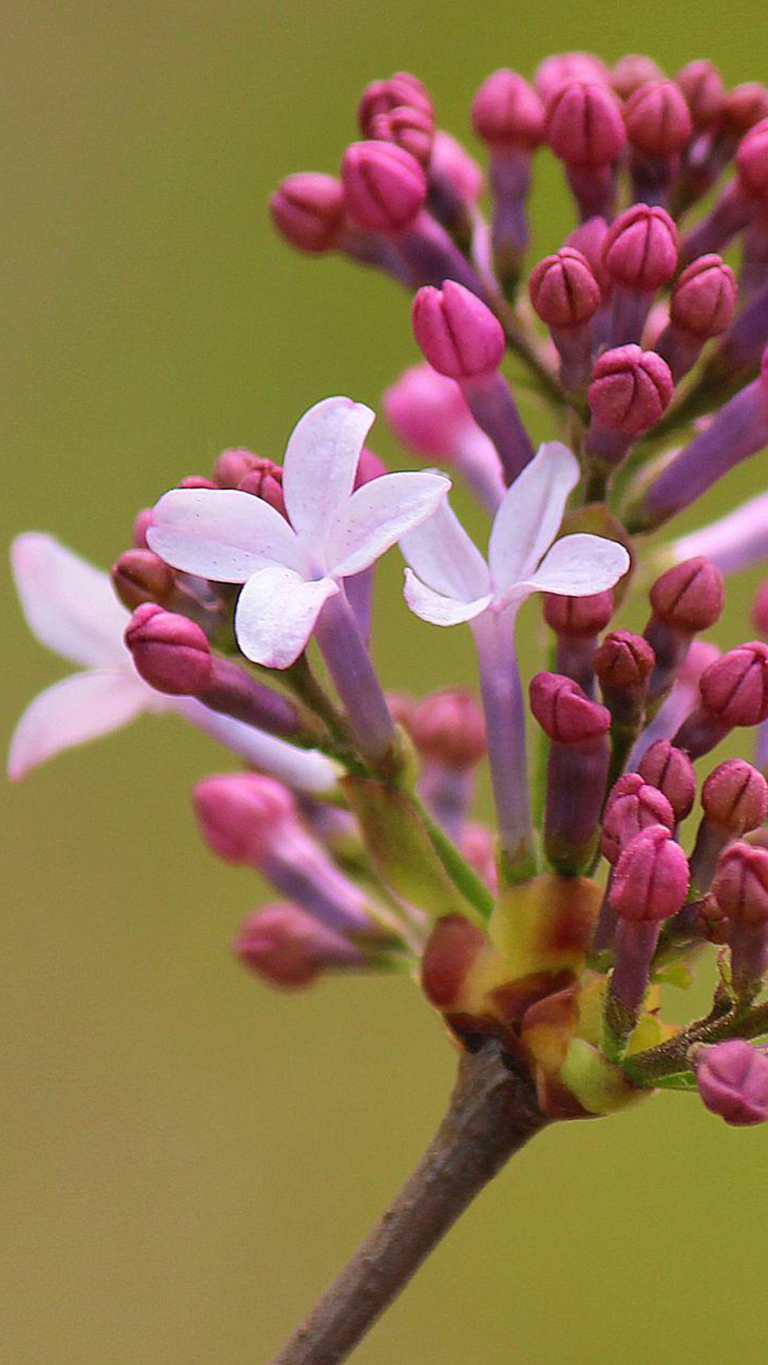 丁香(木犀科丁香属植物)