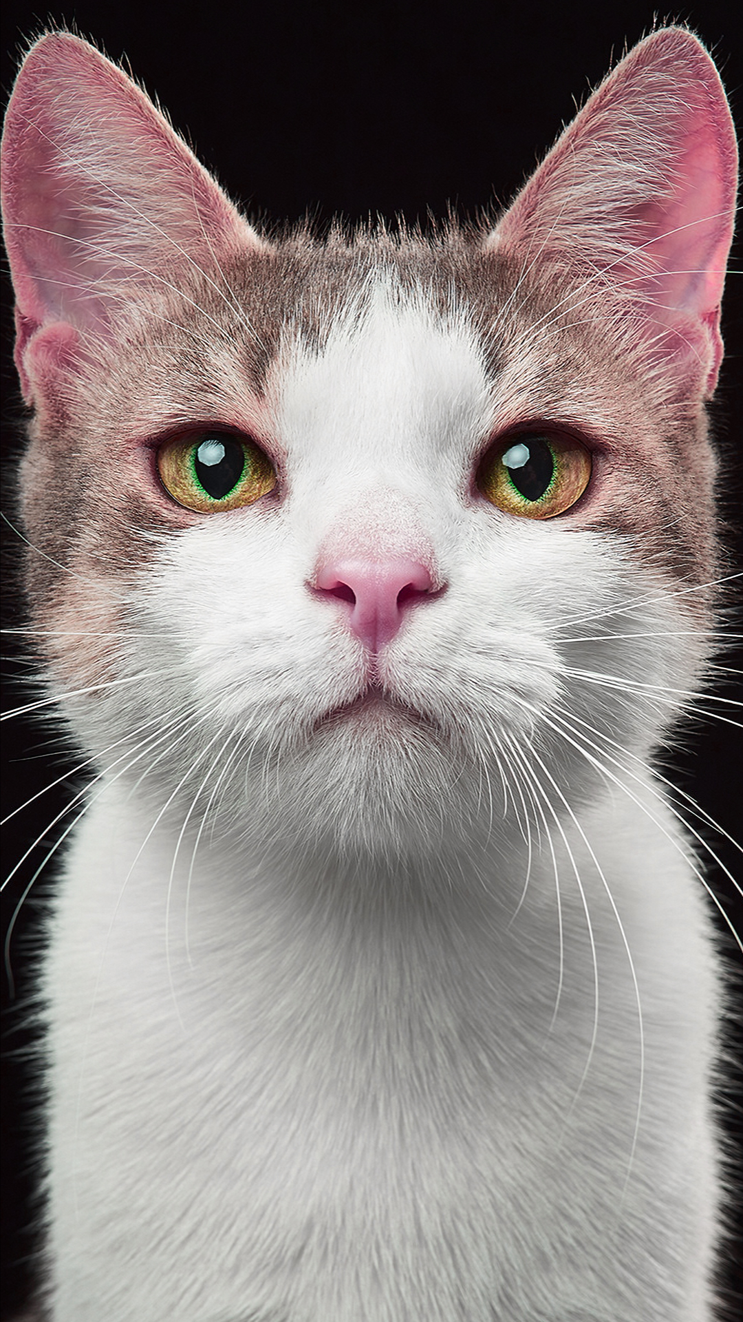 一组可爱的猫咪大头照