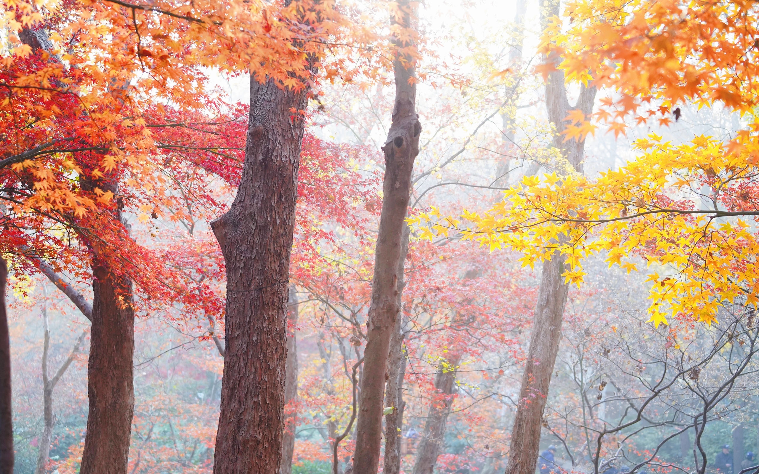唯美迷人枫林景色