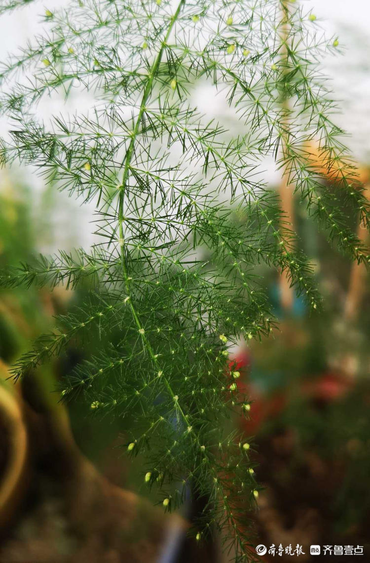 情报站|文竹开花见过吗?密密麻麻小黄花点缀枝头,别有一番韵味