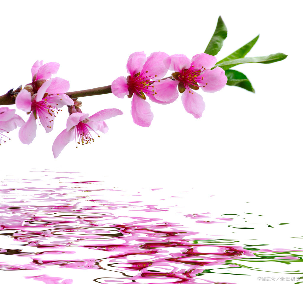 "春岸桃花水"——唐代:杜甫《南征》