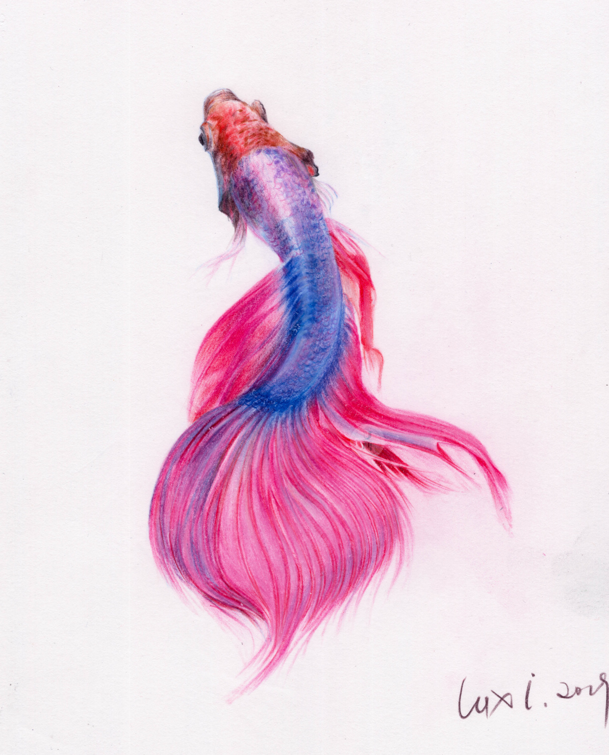 彩铅 绘画作品合集