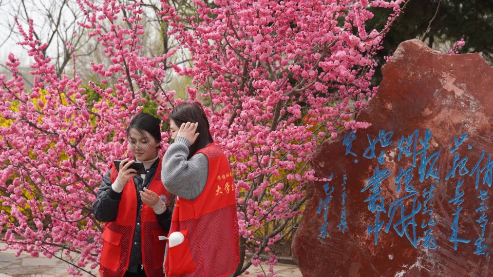 昌邑梨花节2021图片