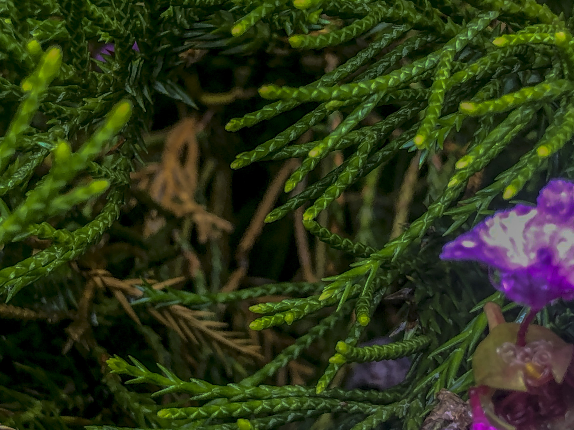 落花春去falling flowers in spring