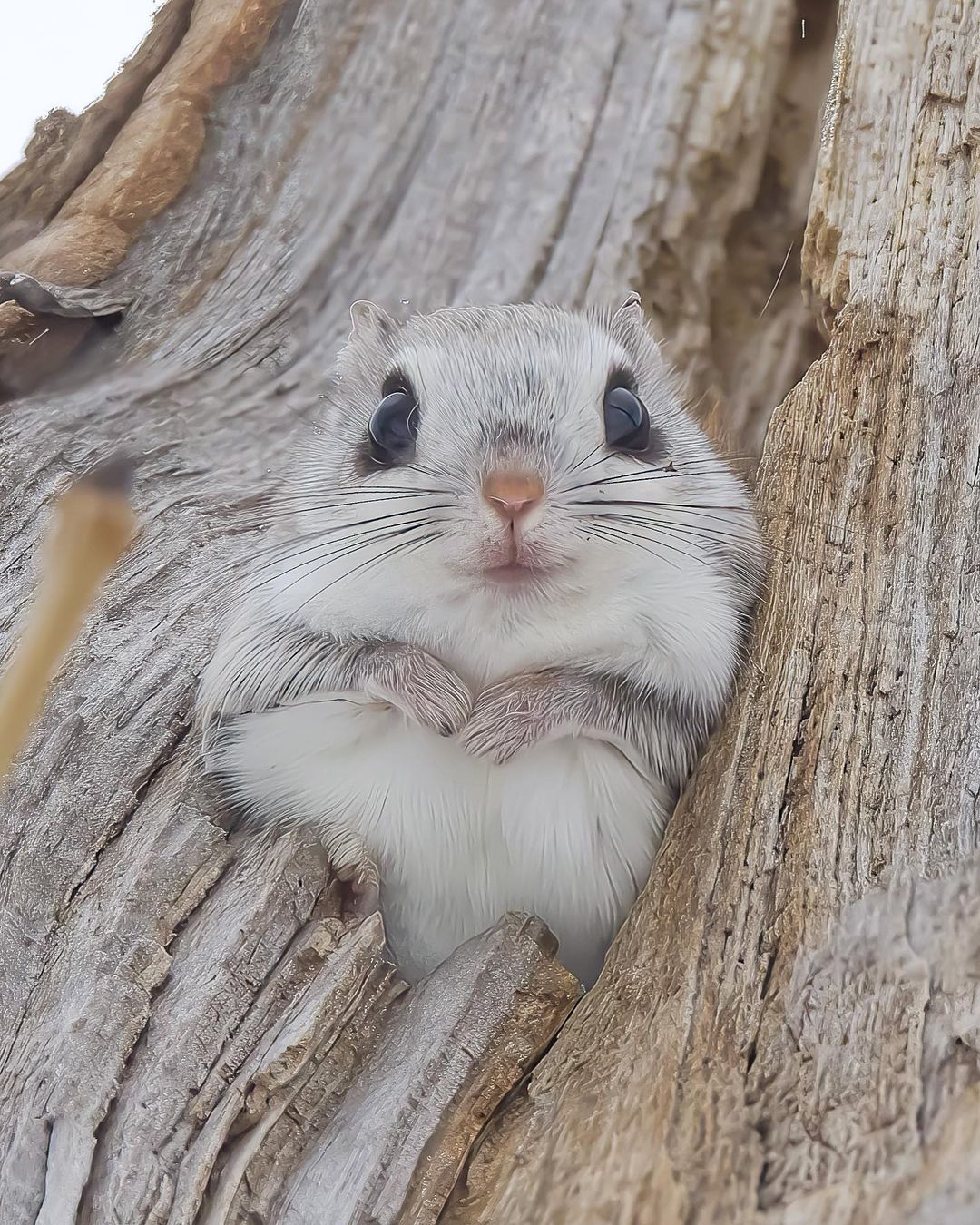 非常可爱的小飞鼠,圆圆的大眼睛很呆萌!