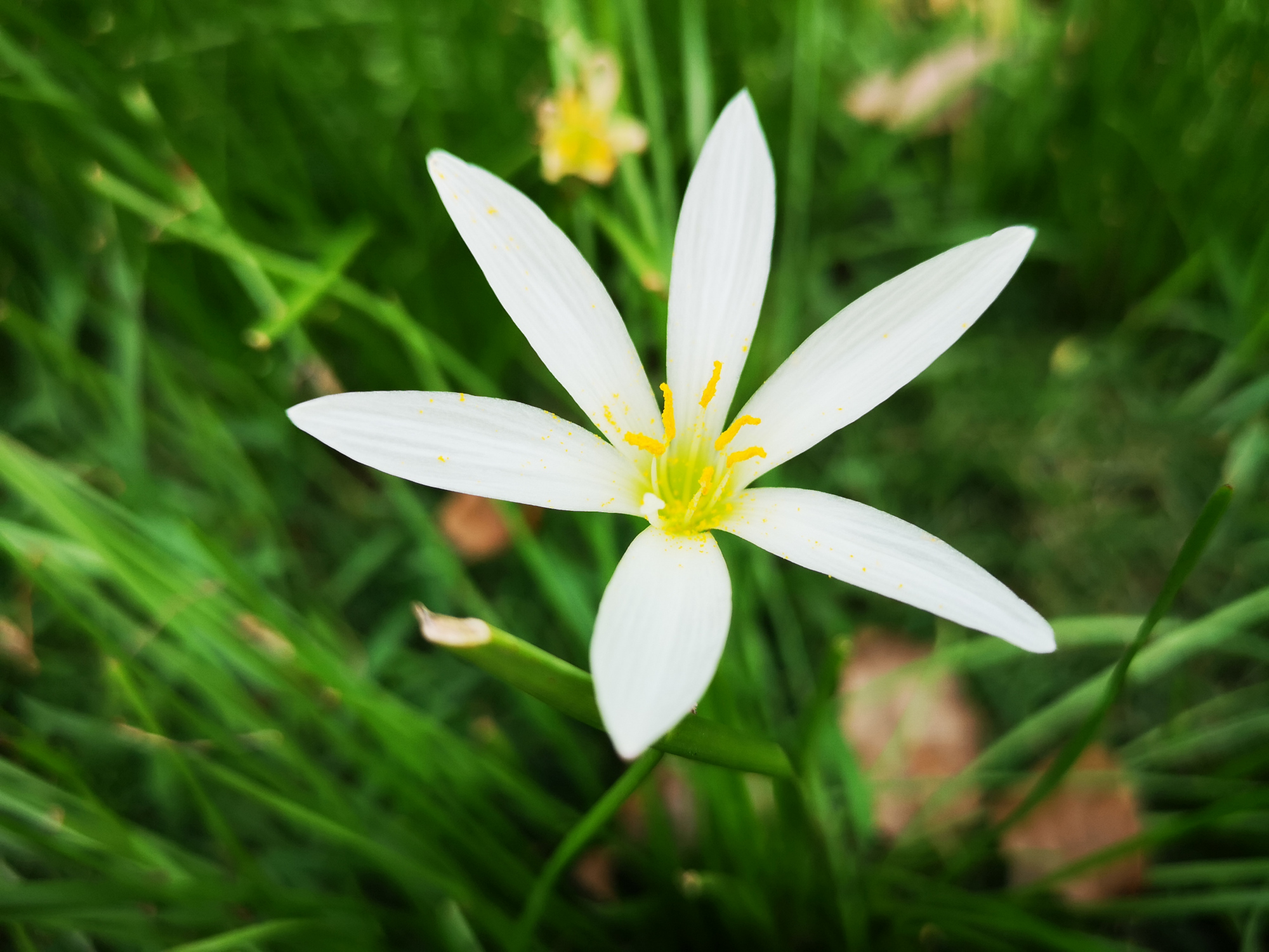 清新朴素,洁白纯美的葱兰花