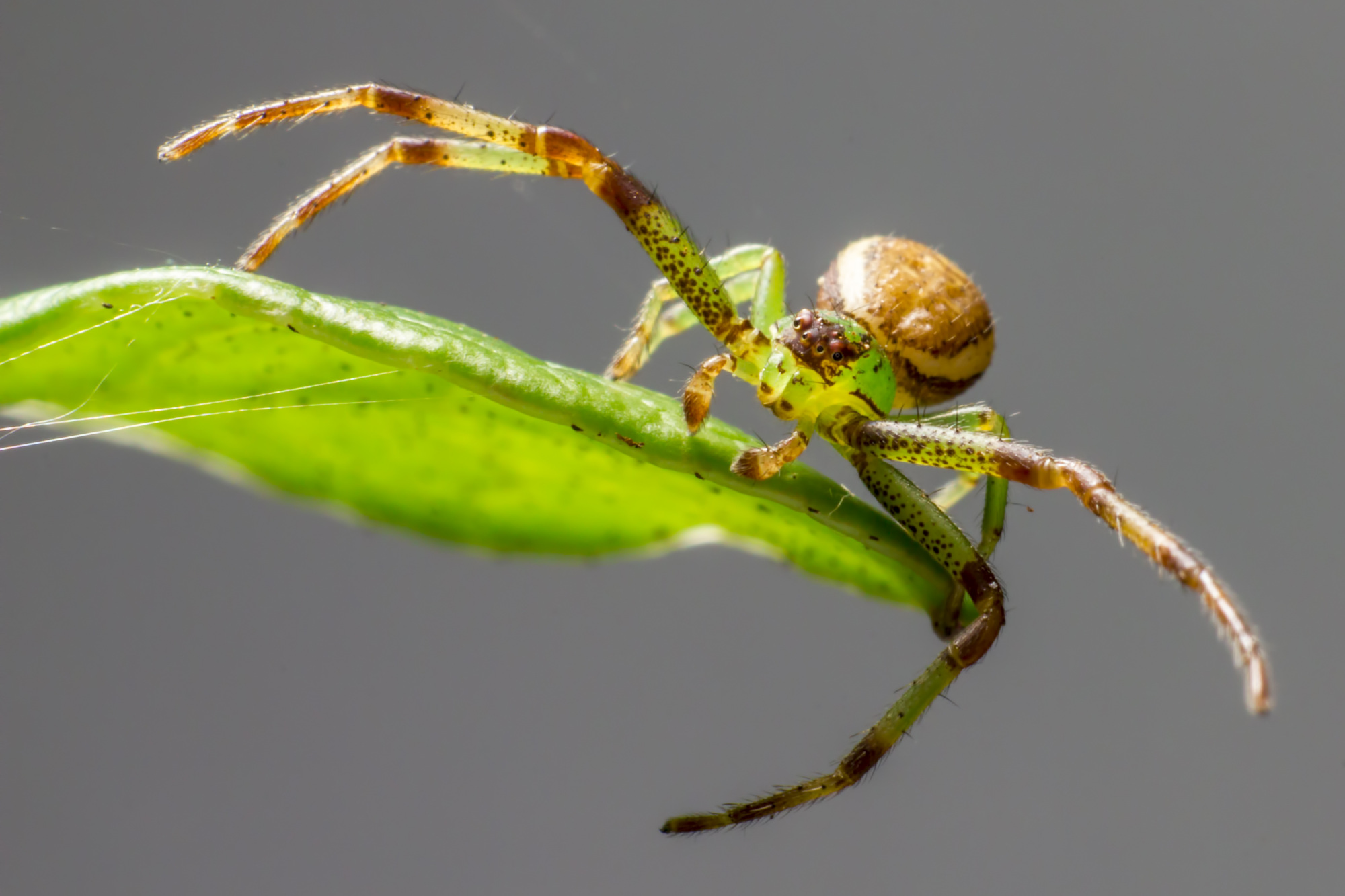 全身绿色的蜘蛛 绿色蜘蛛蟹图片