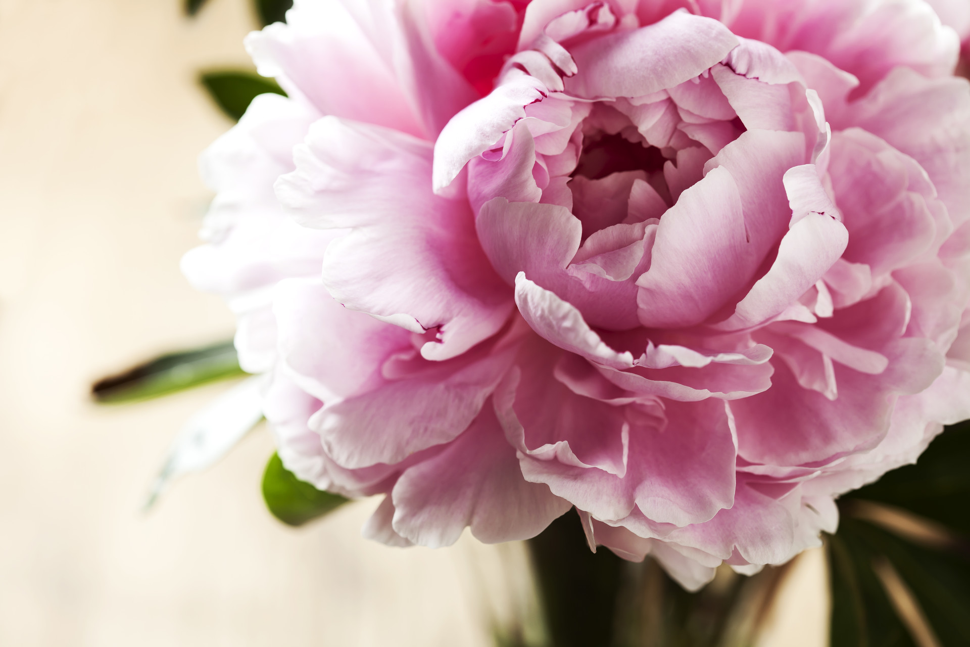 分享一组精美的牡丹花壁纸,赶紧收藏吧!