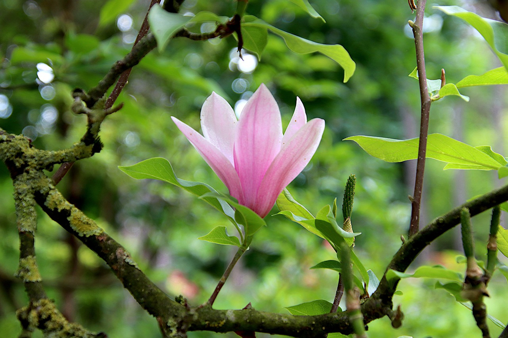 美丽优雅的玉兰花,吉祥的庭院花木,花香萦绕