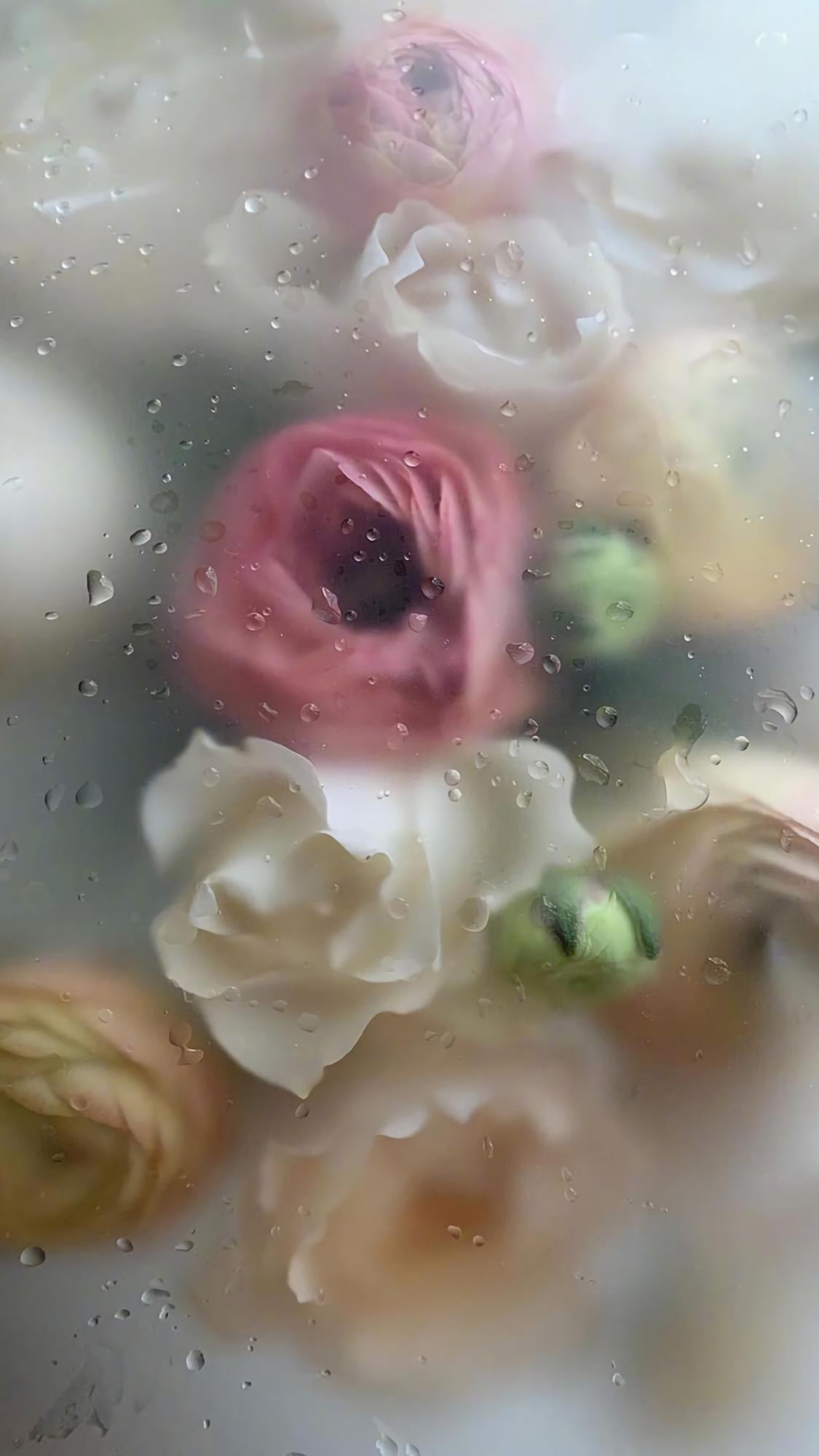 唯美花壁纸,好喜欢这种玻璃水珠滤镜