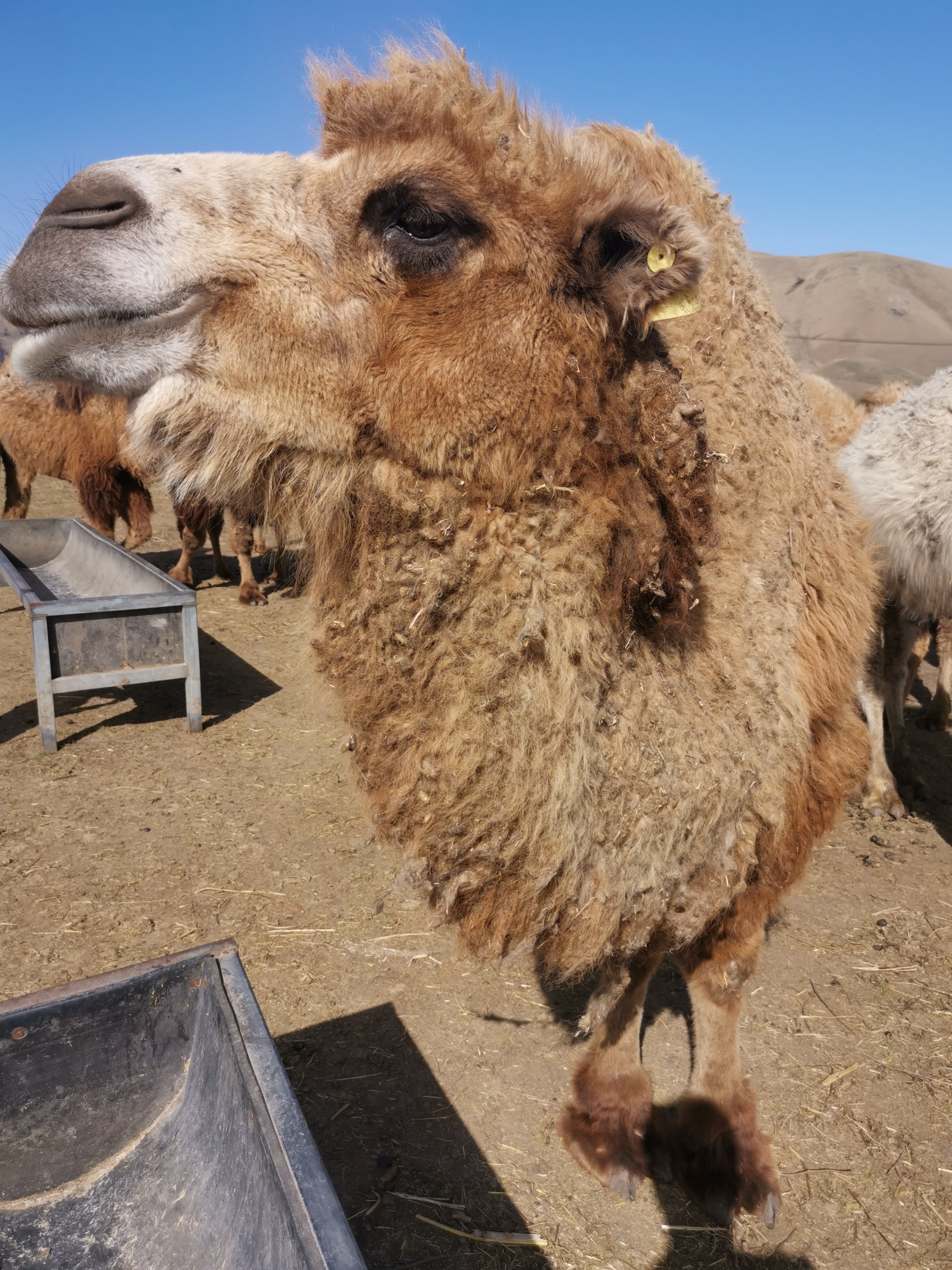 新疆骆驼奶粉厂家:伊犁雪莲乳业有机牧场骆驼养殖基地
