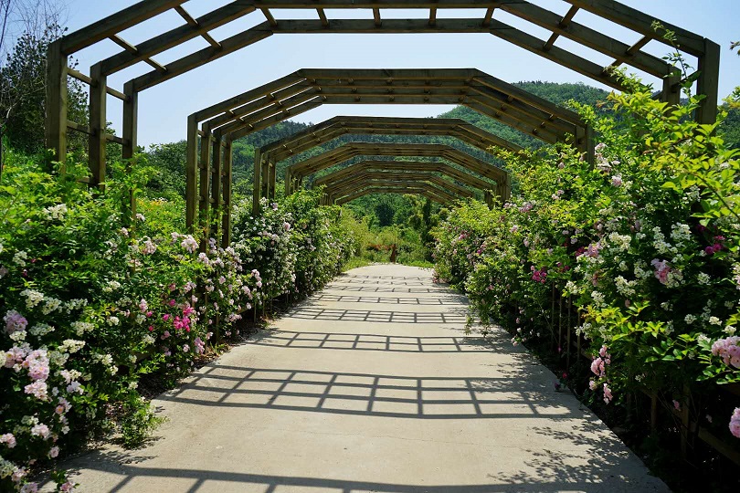 周末踏青遛娃,来城阳百福香园