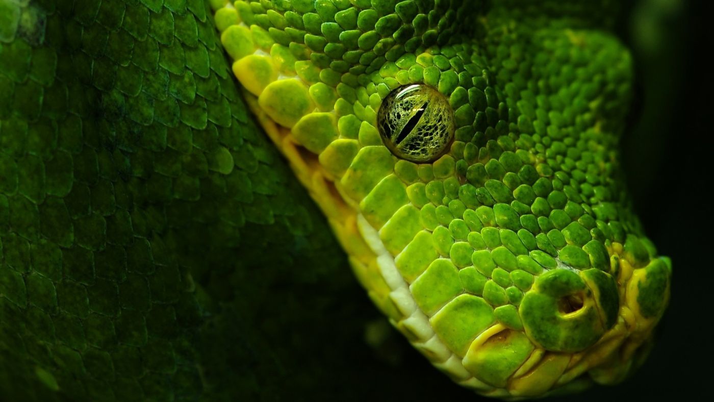 树枝上的翡翠精灵——绿树蟒