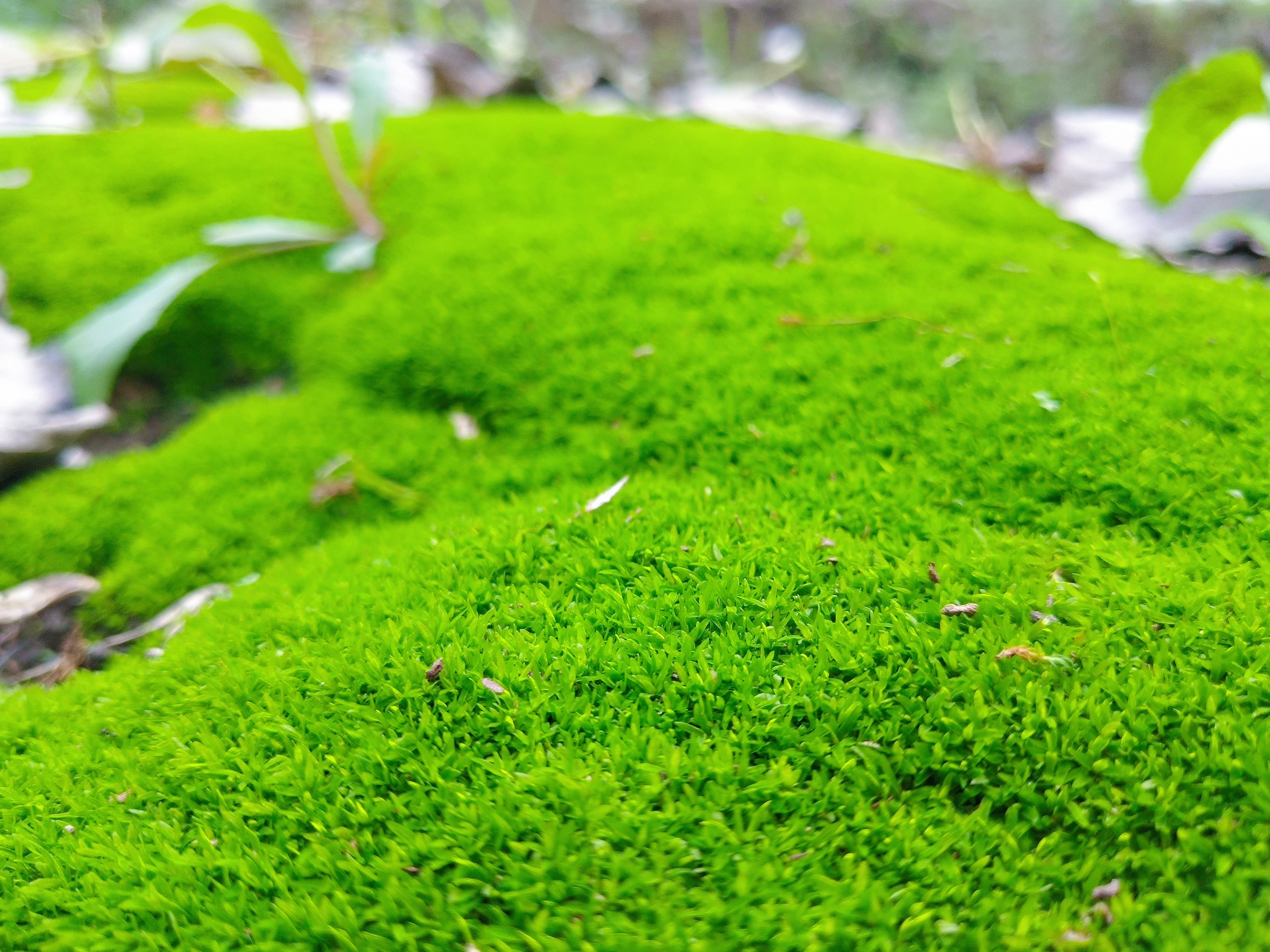 青苔与蘑菇,图片鉴赏