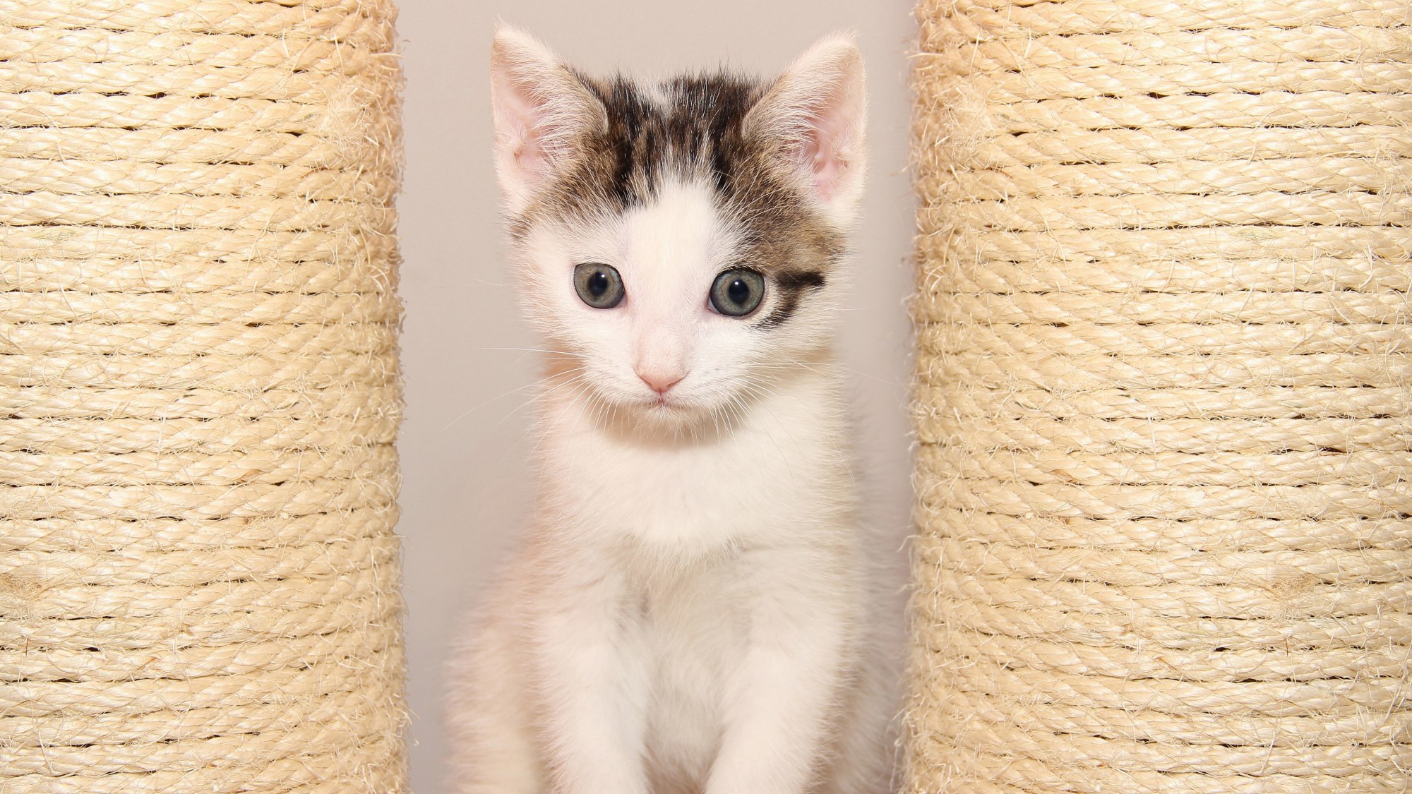 图集:分享一组可爱的小奶猫壁纸,赶紧收藏吧!