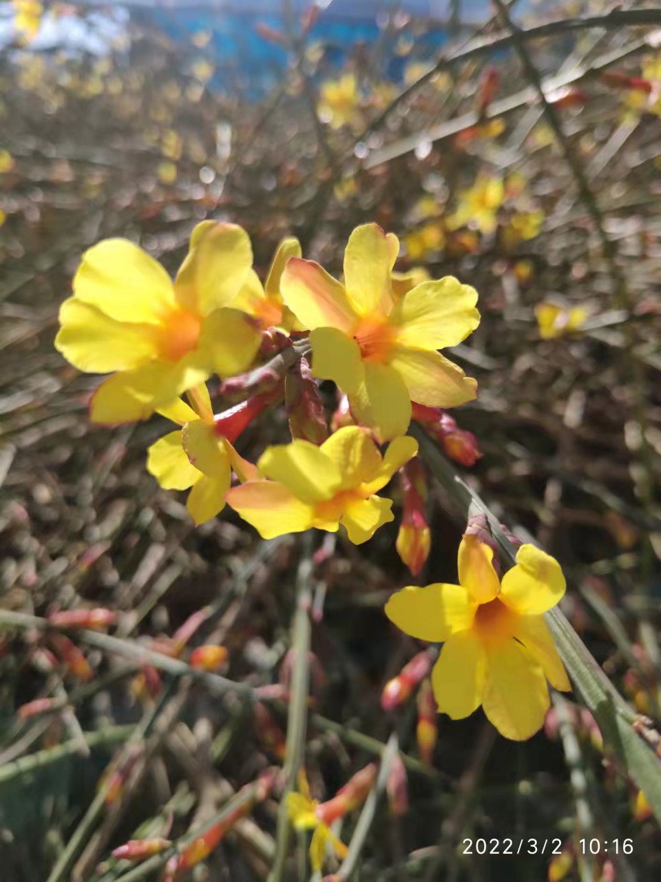 三月迎春花图片