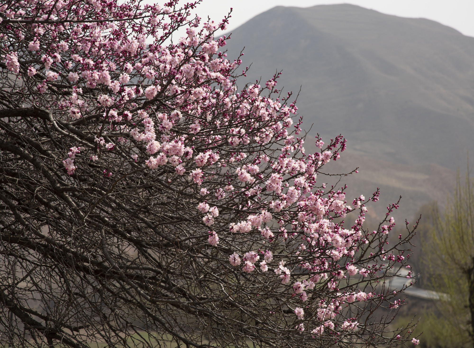贵德江拉林场的野山杏