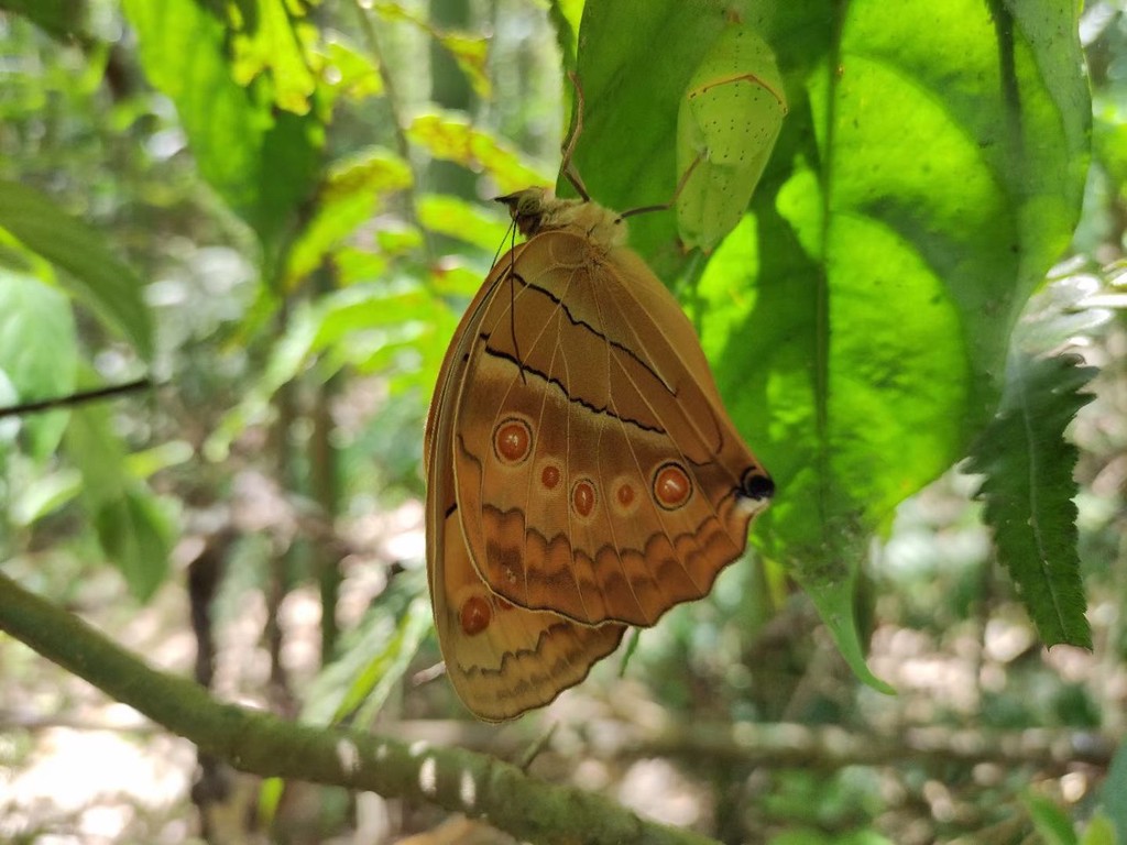 云南金平蝴蝶谷迎来10年来最大规模的蝴蝶大爆发