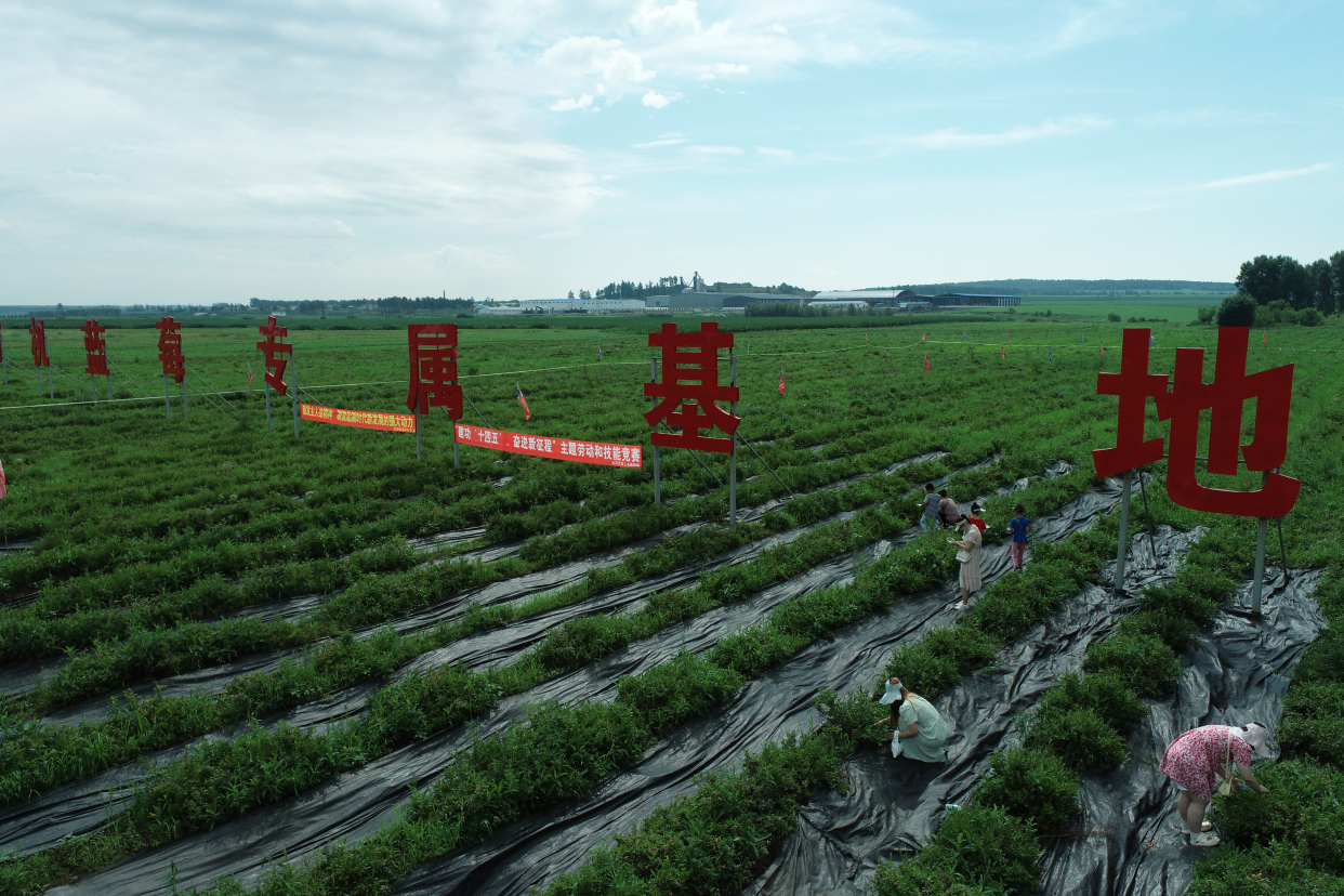 北大荒集团山河农场有限公司蓝莓丰收