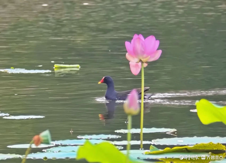 章丘龙盘山公园,绣水湖里荷花绽放