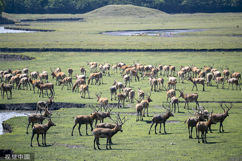 江苏泰州:溱湖国家湿地公园内的麋鹿
