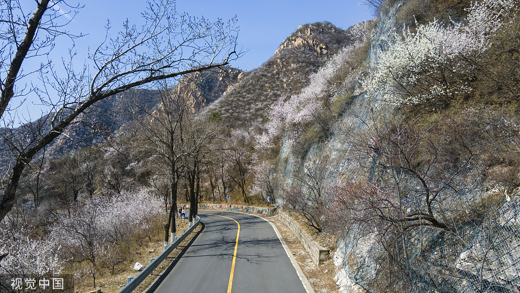 北京:京郊"最美公路"昌赤路繁花似锦 车辆如在花海中行驶