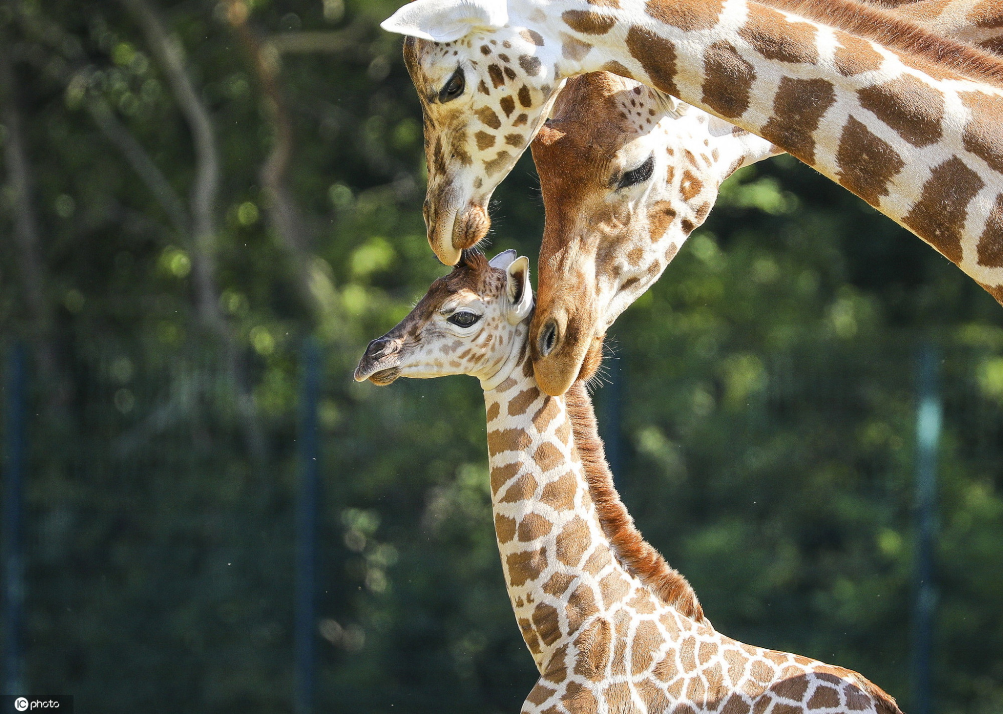 柏林动物园诞生濒危罗氏小长颈鹿嬉戏玩耍好奇探索世界