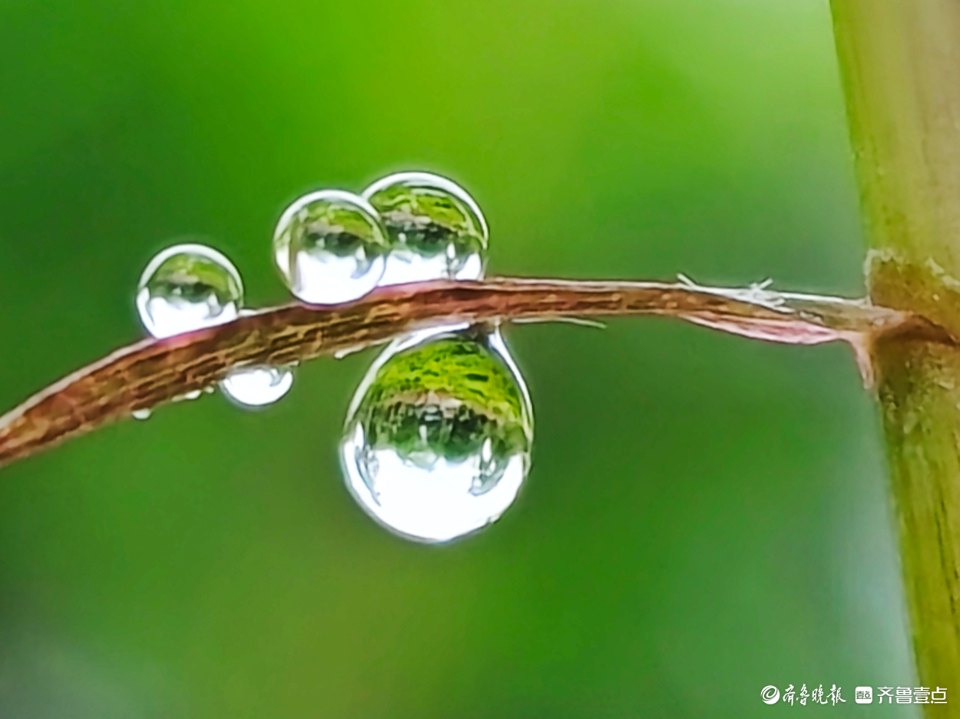 晶莹剔透的小露珠,闪闪放光芒