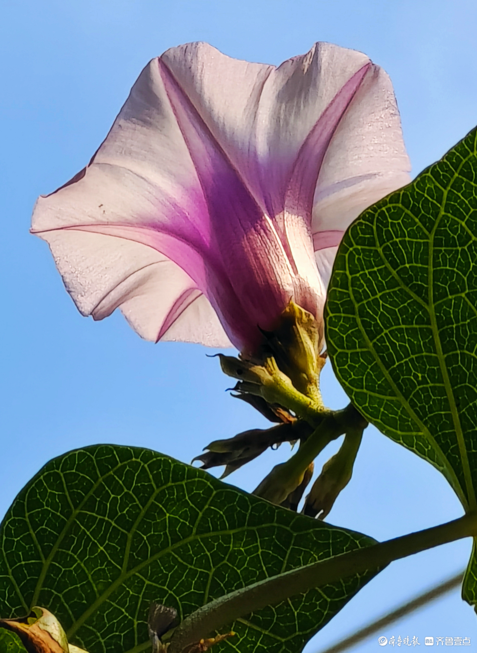 红薯开花了,像一个个小喇叭