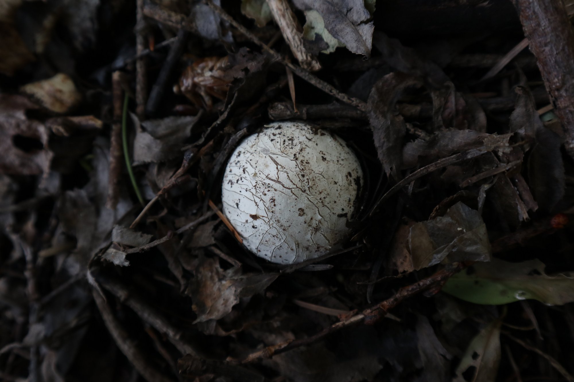 鬼笔蛋,蛋形的蘑菇