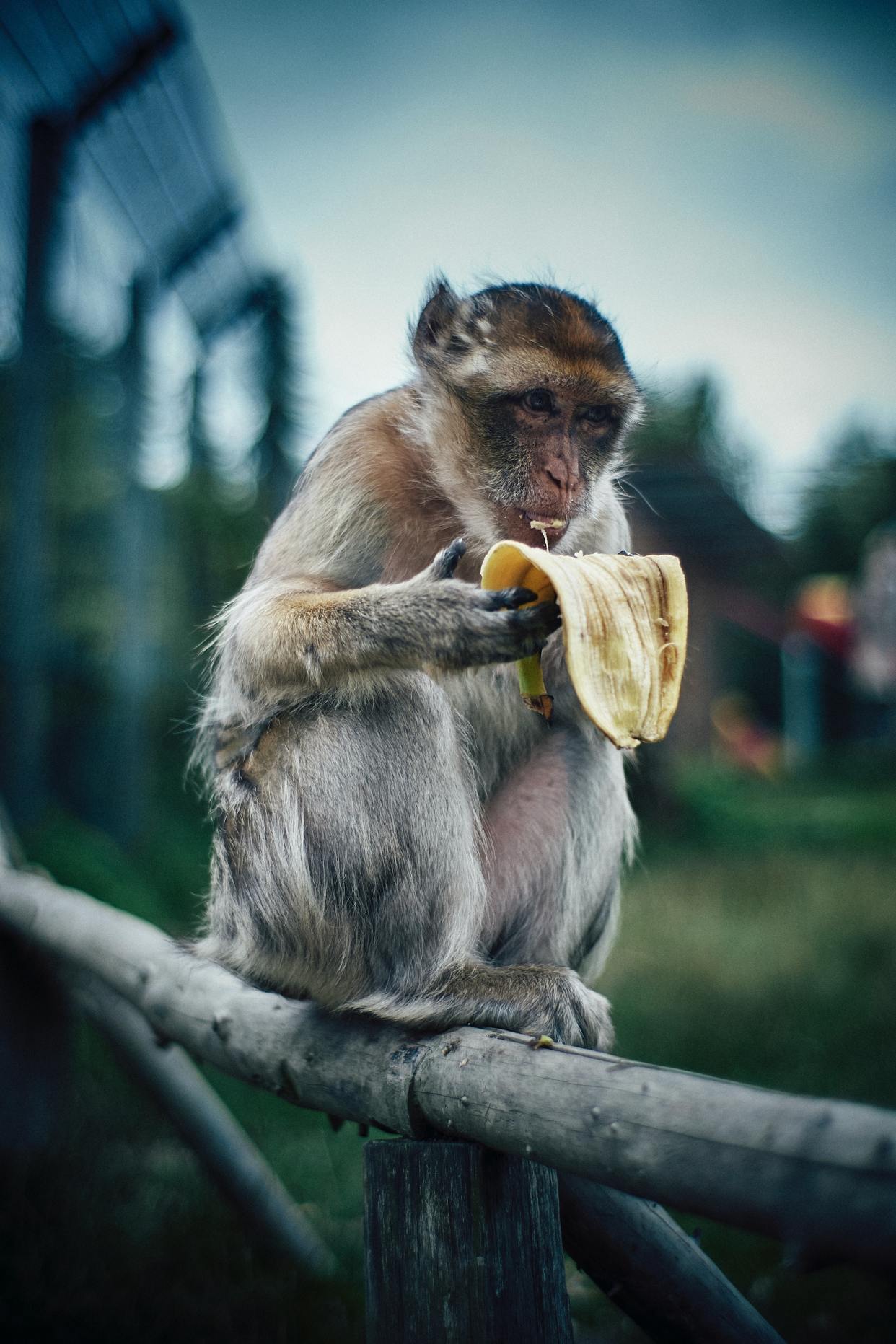 这也太好看了吧,精美动物图片高清分享,心都要被融化了!