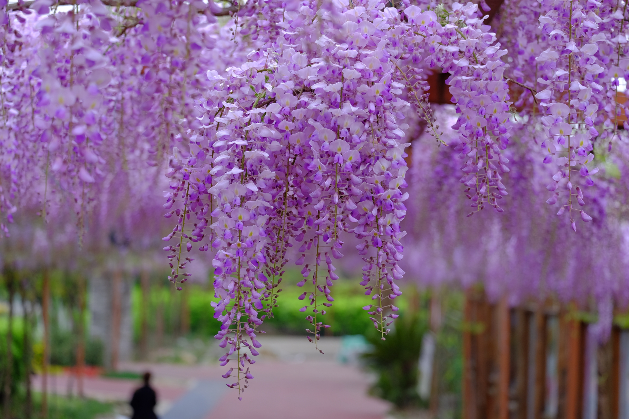 成都新都区芳华桂城的紫藤花海,浪漫得不要不要的!
